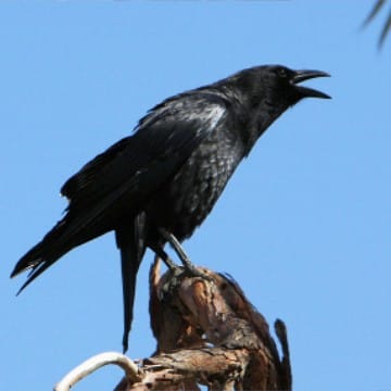 Mama Crow