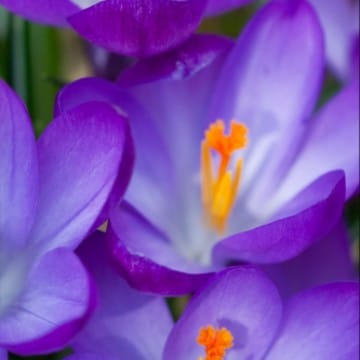 violetlover2
