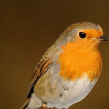 robin