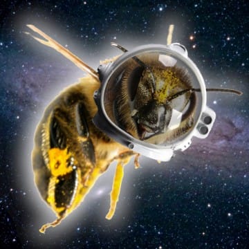 Astralbee