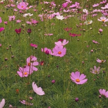 flower princess