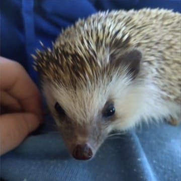 Hedgehog