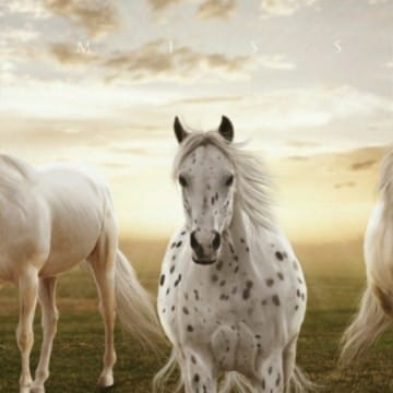 Kocham konie