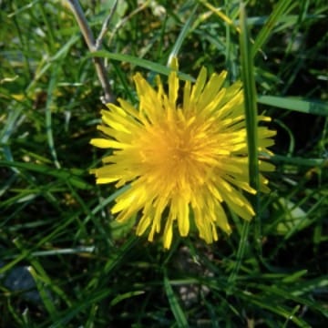 petite fleur des prés