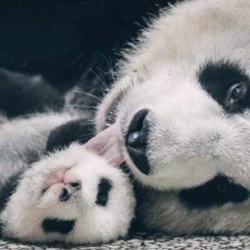 Mama Panda