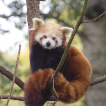 kızıl panda