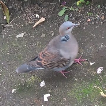 鳩のピッパー