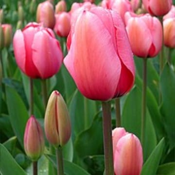 Tulip