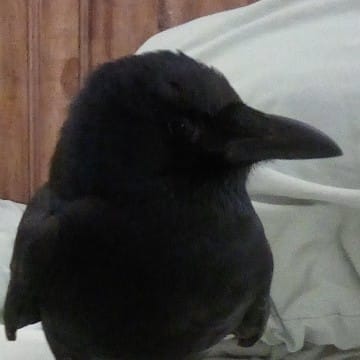 the crow 