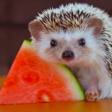 Hedgehog