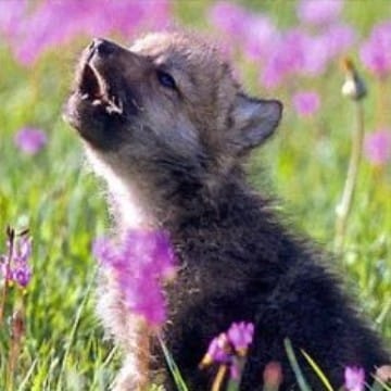 Tiny-Wolf