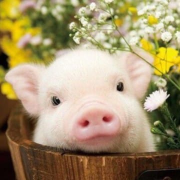 funny pig