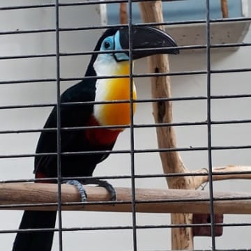 Toucan