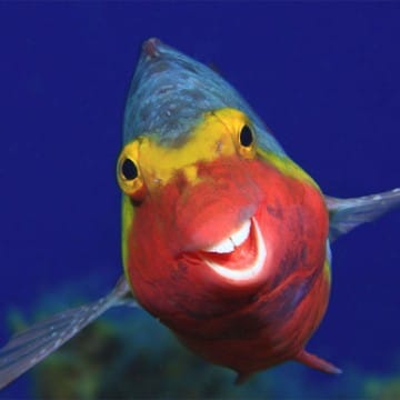 Poisson souriant