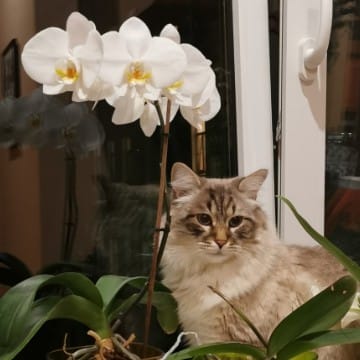 Home Orchid