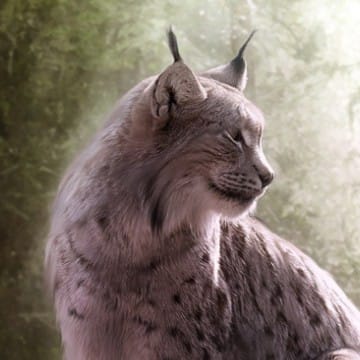 Lynx