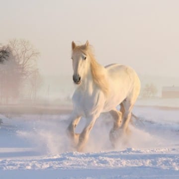 wit paardje