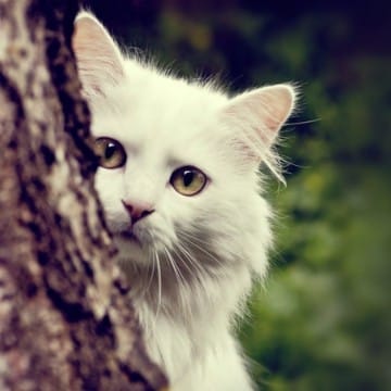 Cat Blanc