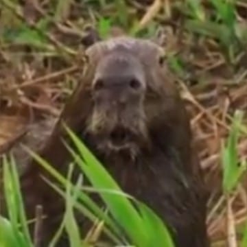 Enzo le capybara