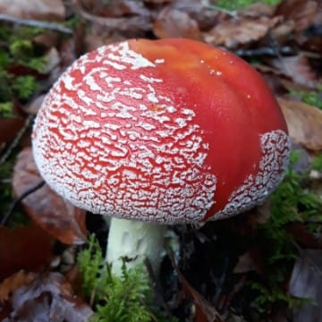 amanita muscaria