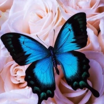 Butterfly80