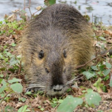 Biermännchen