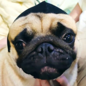 Padre Pug