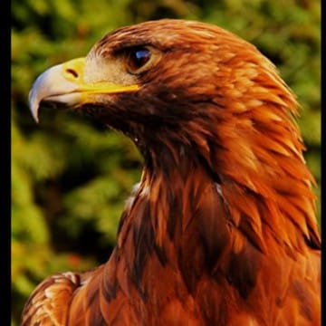 Falco giallo rossa