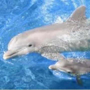 делфина 4