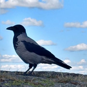 Crow