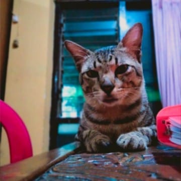 Kucing kesayangan