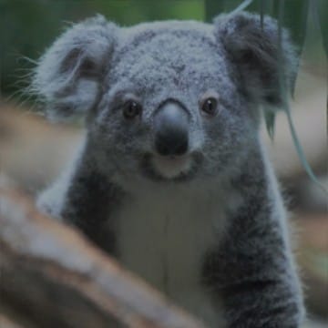 Rachel Koala