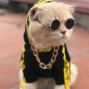 The_CoolestCat X😎