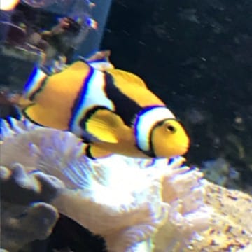 Nemo