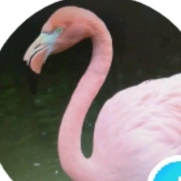 flamingo_278