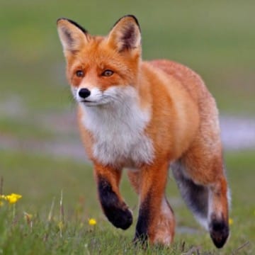 TheFox