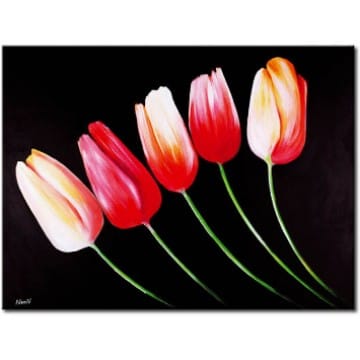 Tulipa