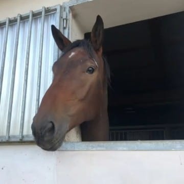 💕I_love_horses_13💕