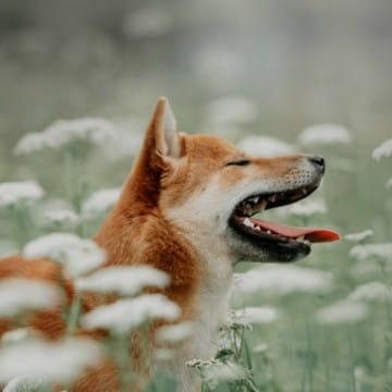 Funny Fox