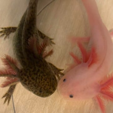 Axolotl:)