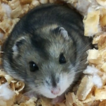 Hamster