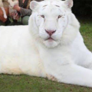 Tigre Albino 9 anos