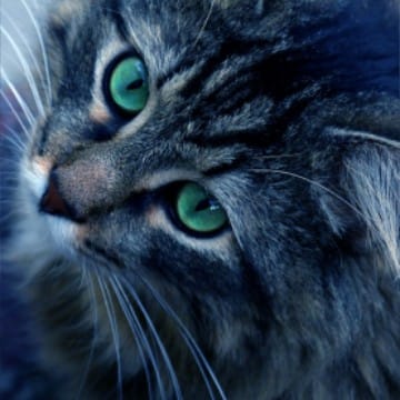 Anastasia Cat