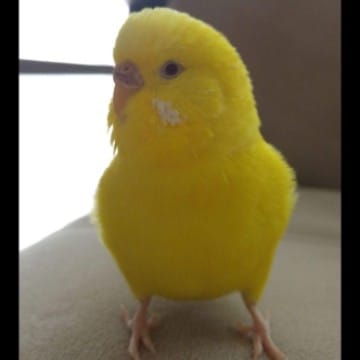 sarı kuş