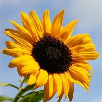 SunflowerLover