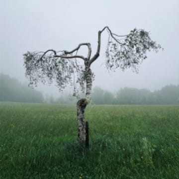 me_tree 