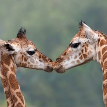 giraffe lover
