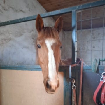 Lideesa horse