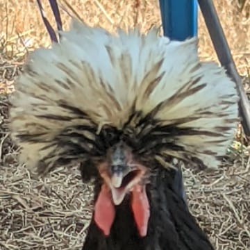 AFRO CHICK