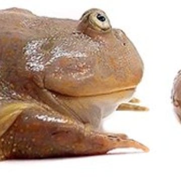 Funny Looking Frog